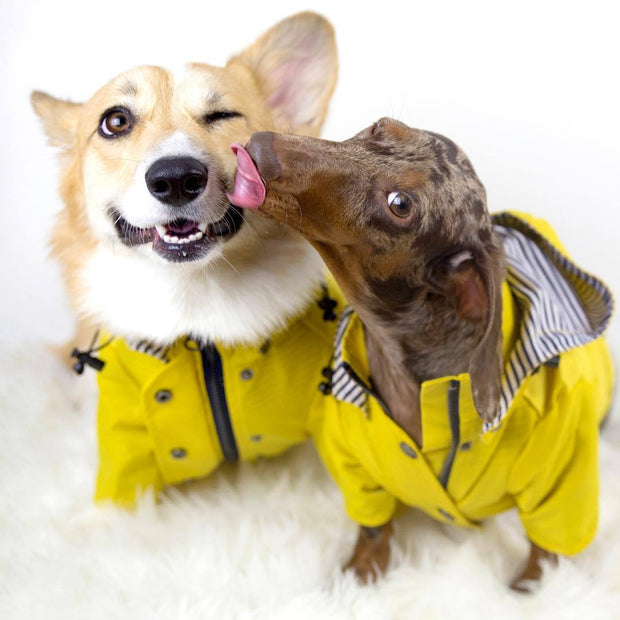 Dog Raincoat – Waterproof Pet Clothes for Dogs
