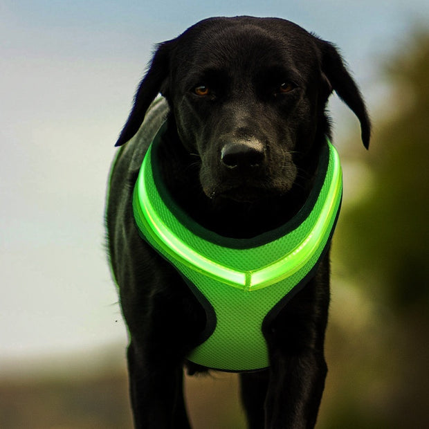 LED Luminous Dog Harness – USB Rechargeable Reflective Safety Vest for Small & Large Dogs